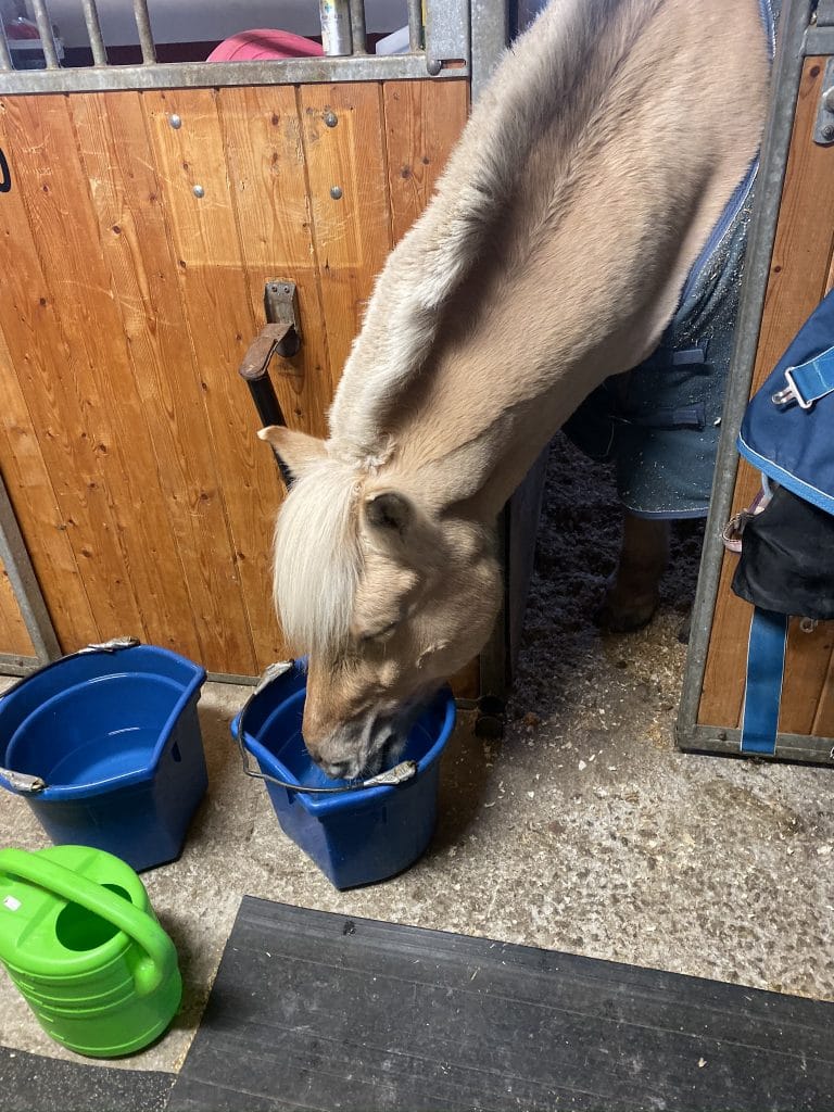 Tørst hest
