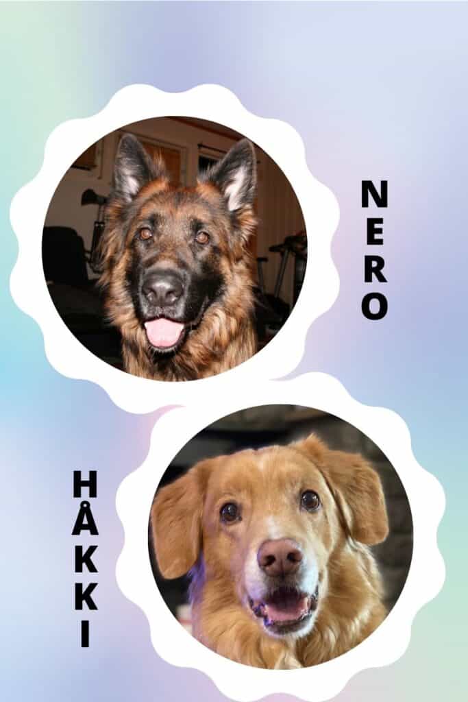 Nero og Håkki